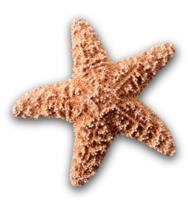 estrella de mar